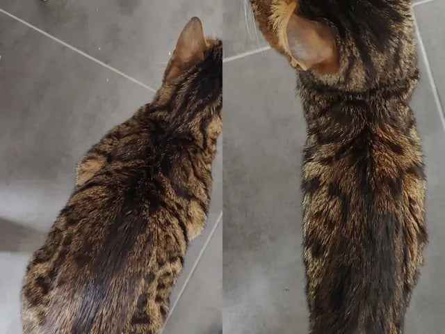 Le chat tigré de Rachel, avant et aprÚs : le dos saillant, puis regarni.
