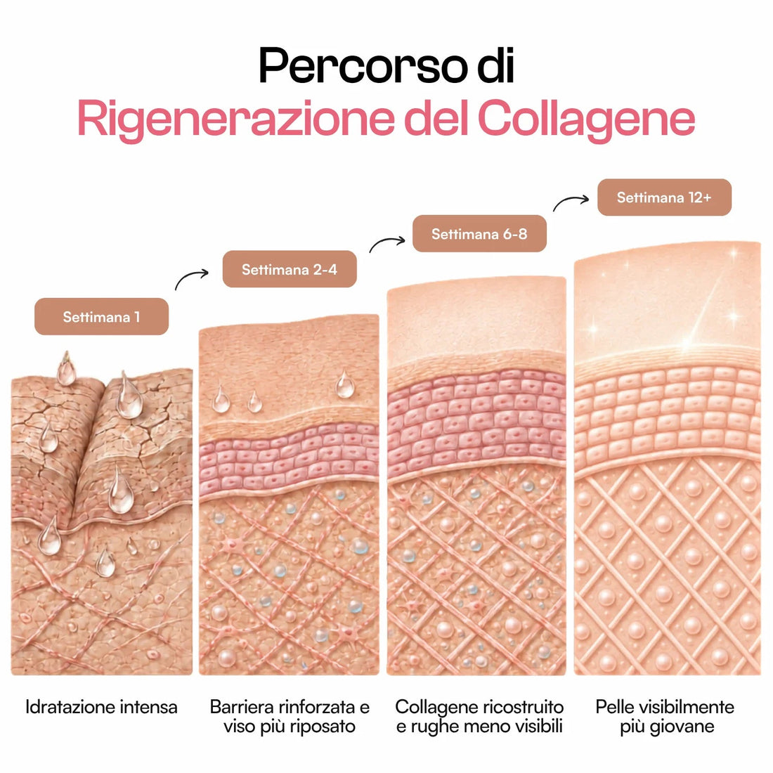 Percorso di rigenerazione del collagene settimana per settimana