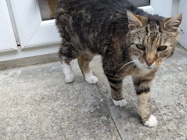 Le chat tigré de David, debout sur les marches du perron.