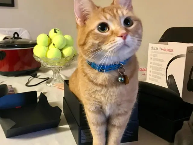 Le chat roux de Karen, collier bleu, assis sur la table.