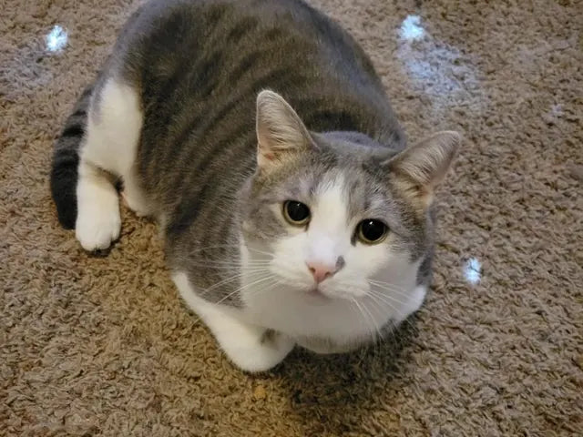 Le chat gris et blanc de Marcus, assis sur le tapis.