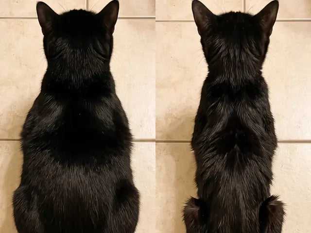 Le chat noir de Priya, avant et après : le dos étroit, puis plus large.