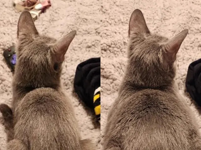 Le chat gris de Sophie, avant et après : les épaules creusées, puis remplies.